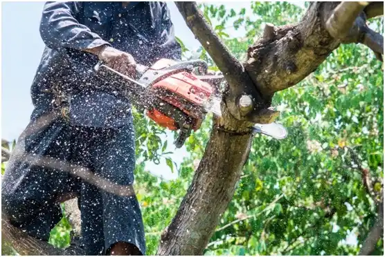 tree services Vansant